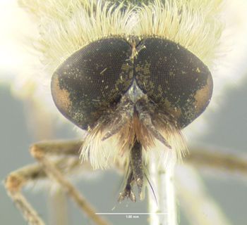 Media type: image;   Entomology 12725 Aspect: head frontal view
